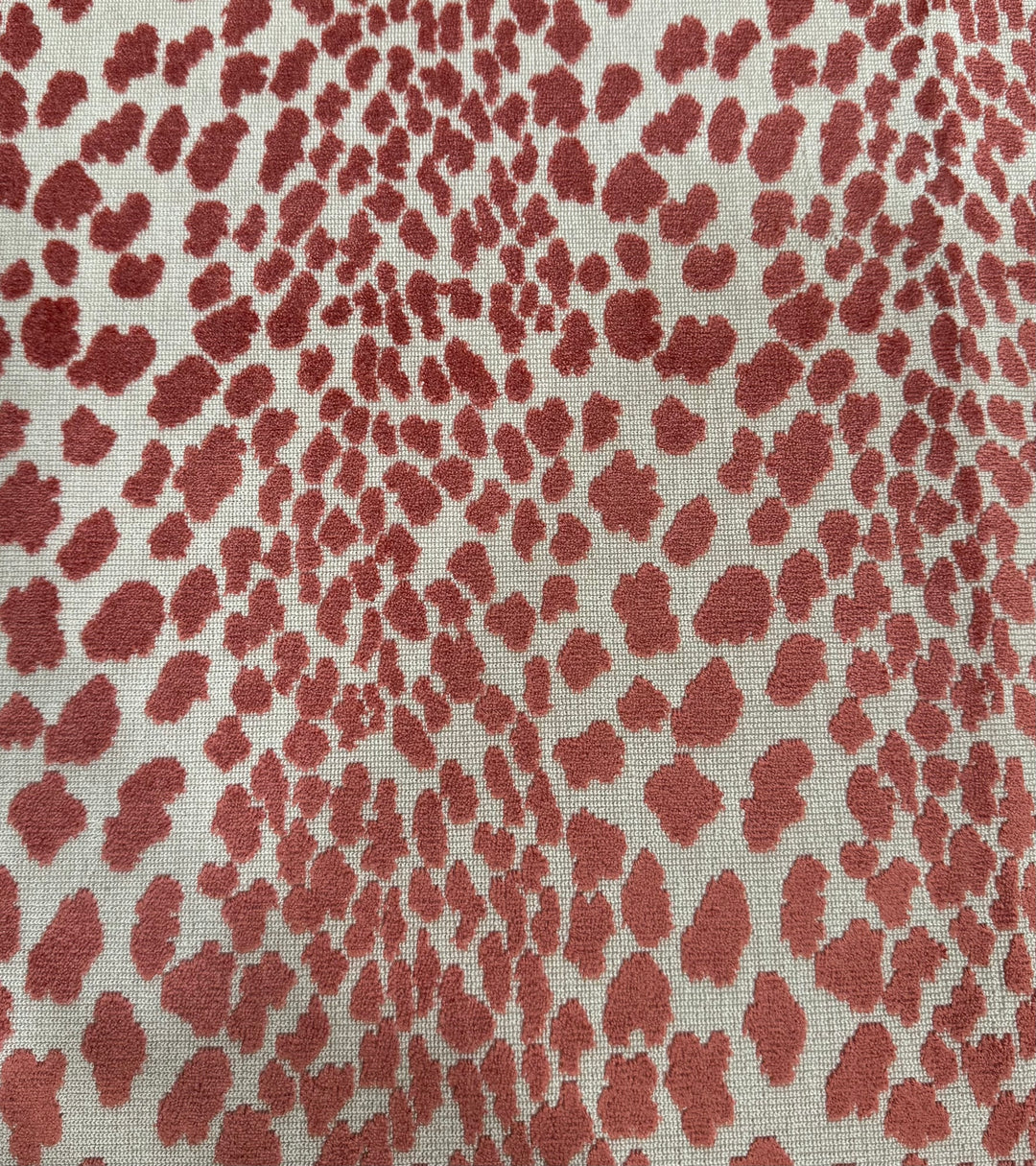 Seeing Spots - Petal