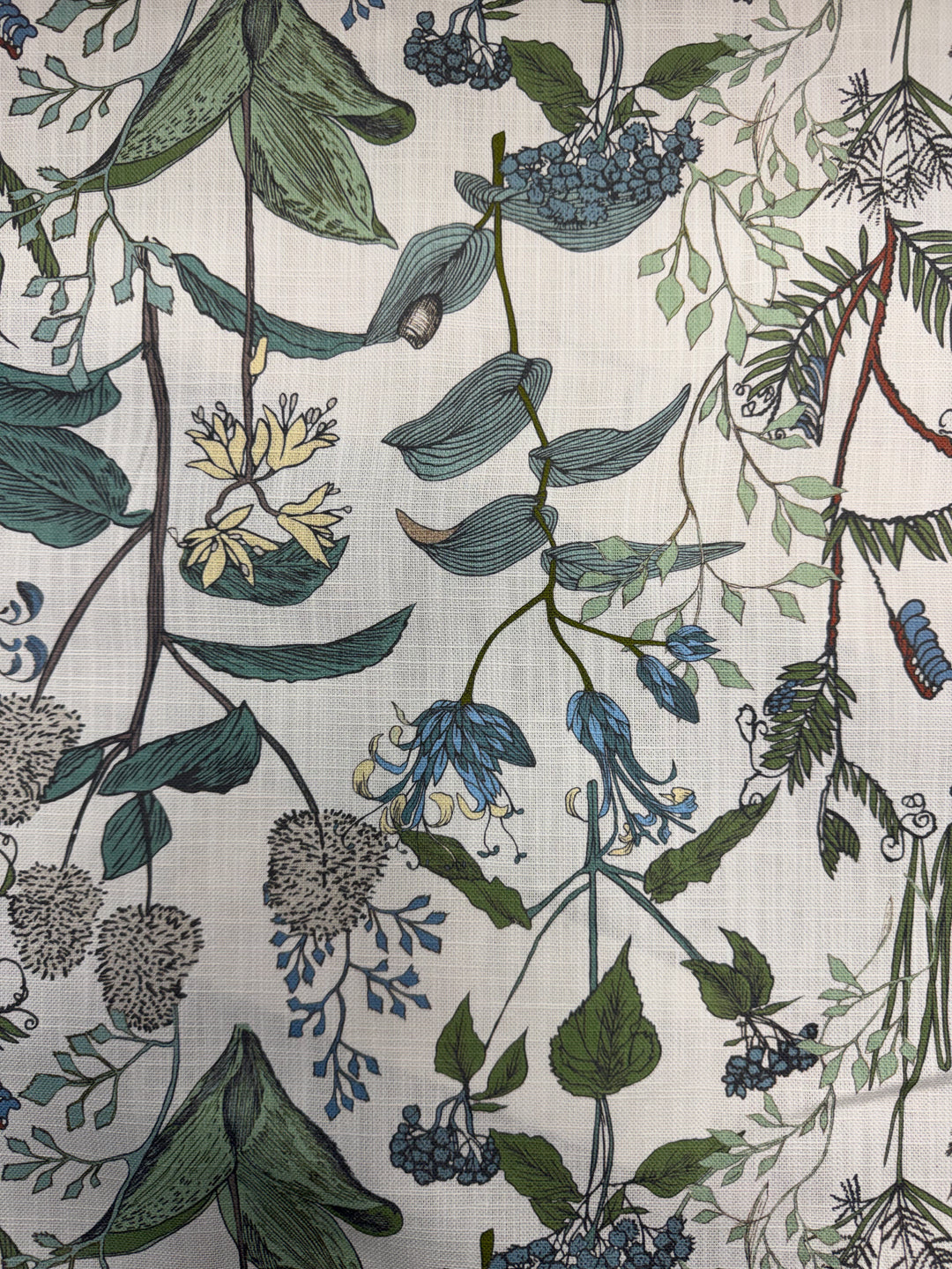 Botanical Sketch - Seaglass